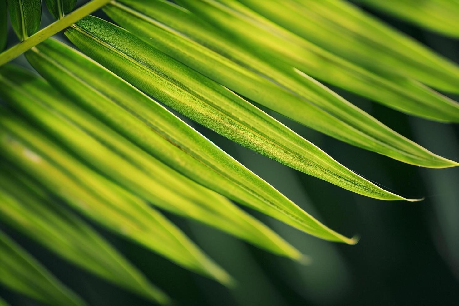 Nature of the Intricate Patterns on Palm Leaf Background photo
