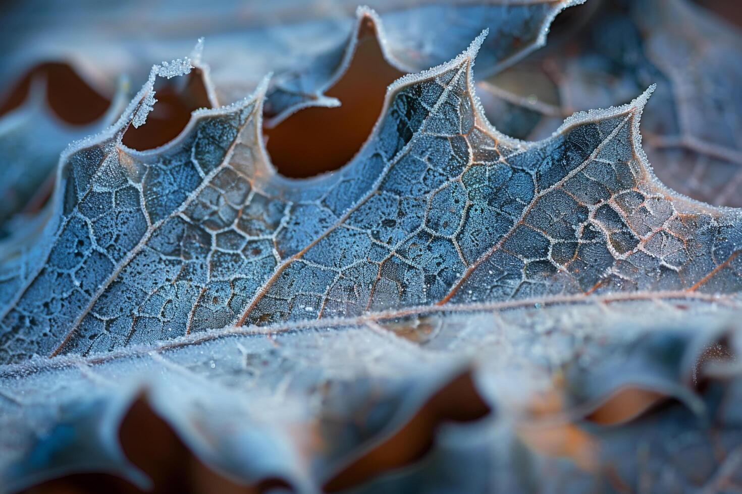 Nature of Intricate Patterns on FrostCovered Holly Leaf Background photo