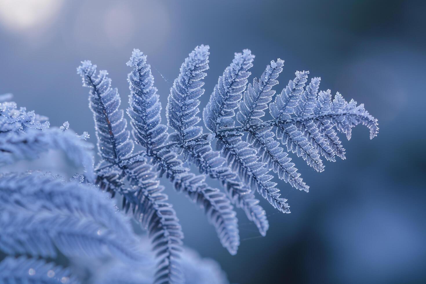 Nature of Intricate Patterns on FrostCovered Fern Leaf Background photo
