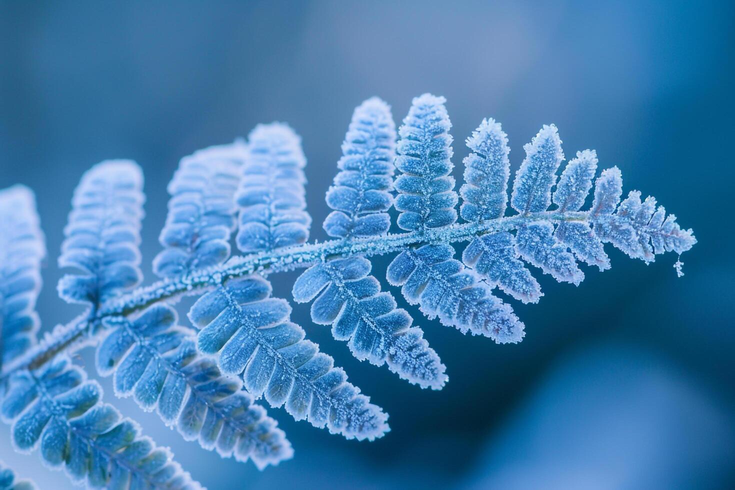 Nature of Intricate Patterns on FrostCovered Fern Leaf Background photo