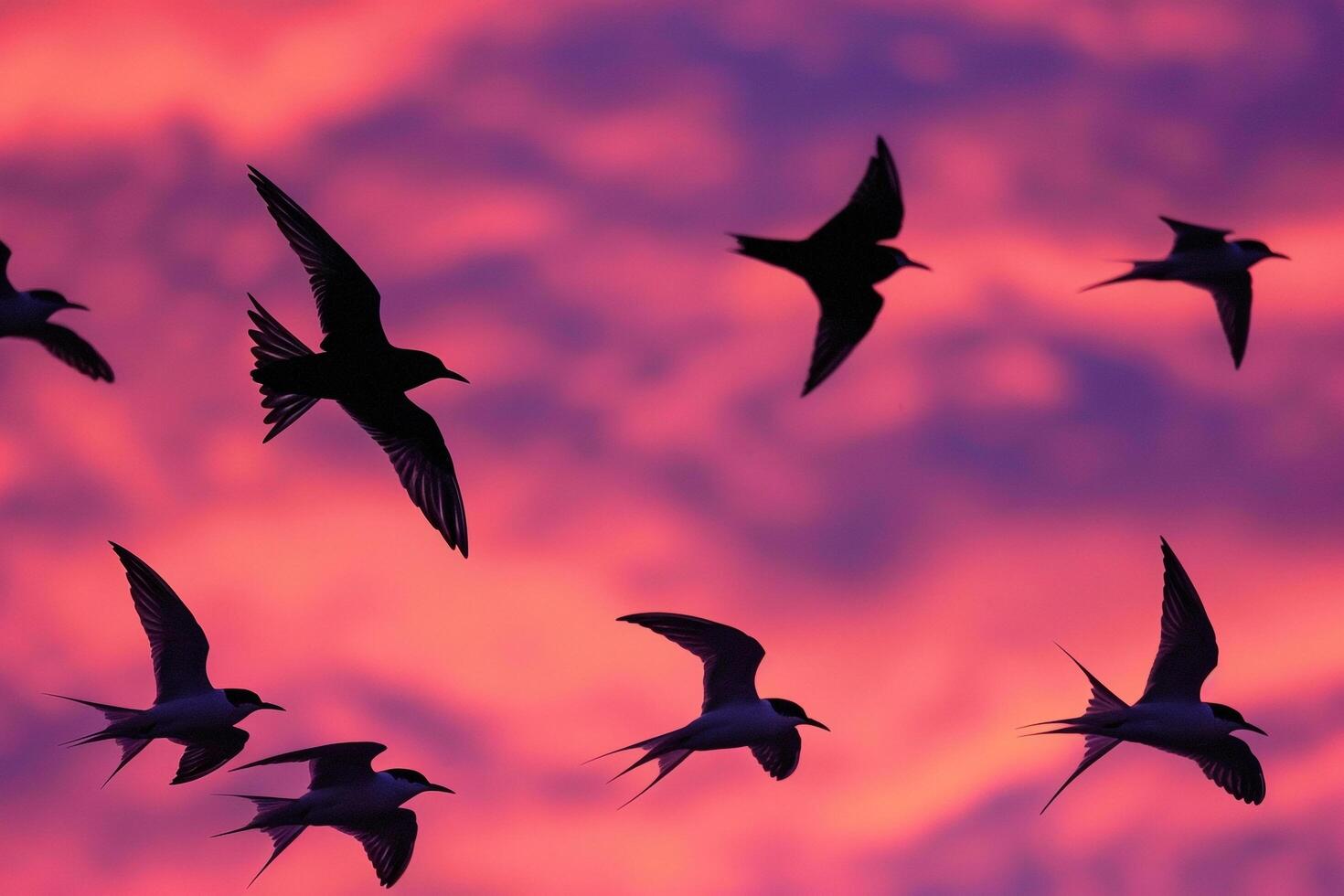 Arctic Terns Silhouetted Against the Vivid Hues of Polar Twilight Sky During Their Migration Background photo