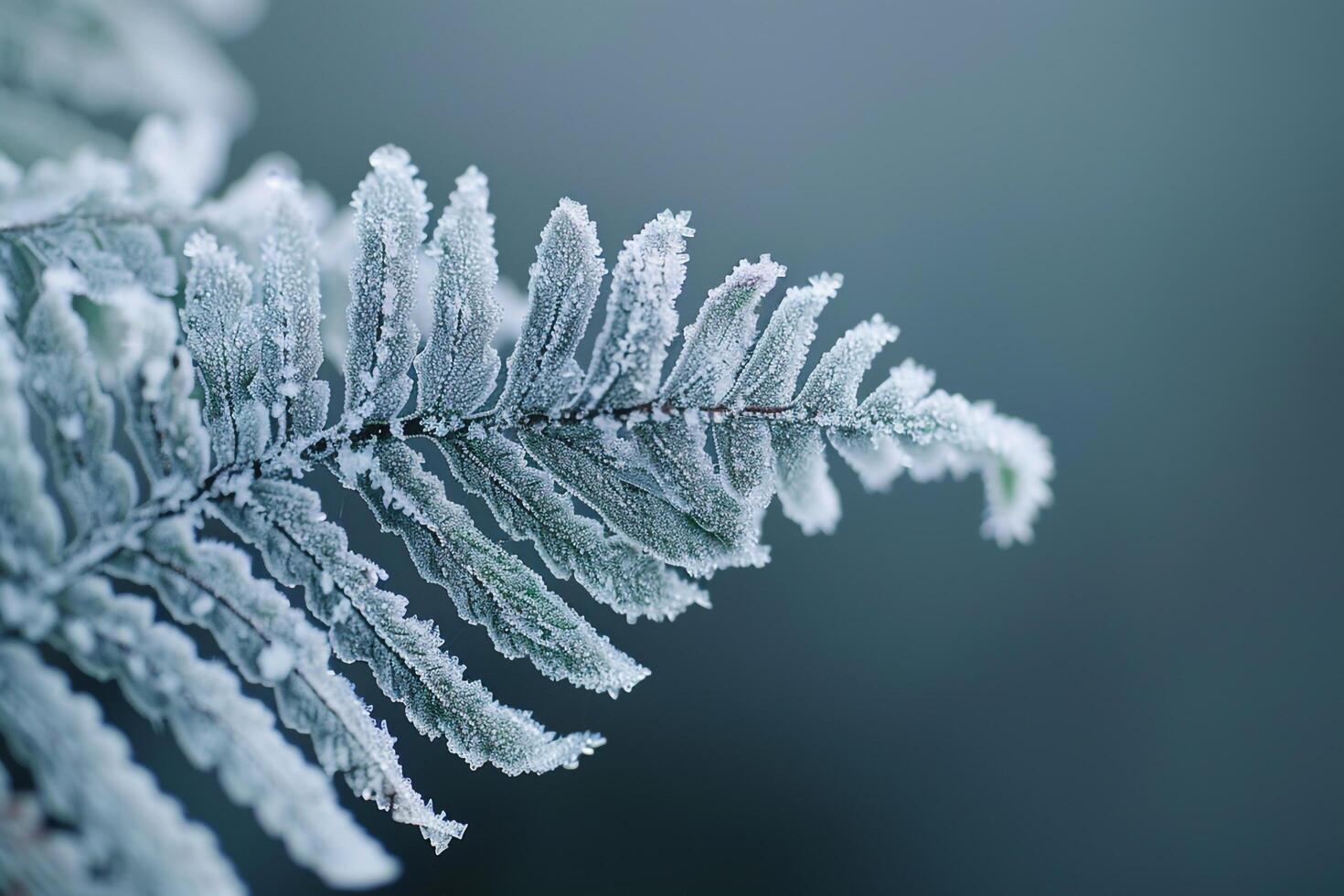 Nature of Intricate Patterns on Frost Covered Fern Leaf Background photo