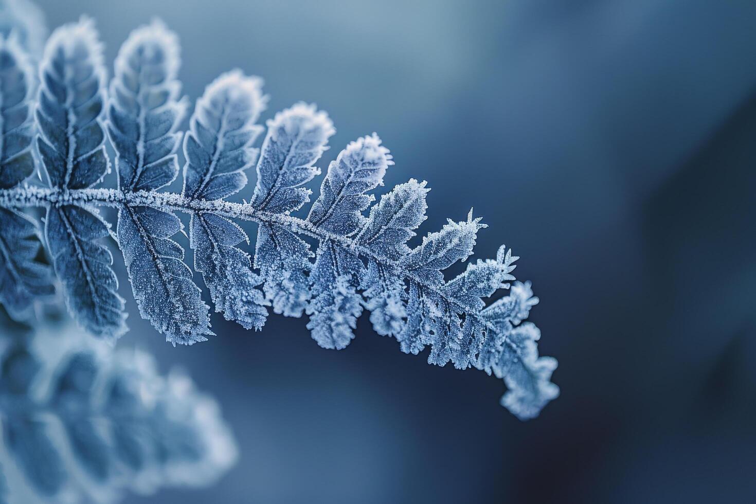Nature of Intricate Patterns on Frost Covered Fern Leaf Background photo