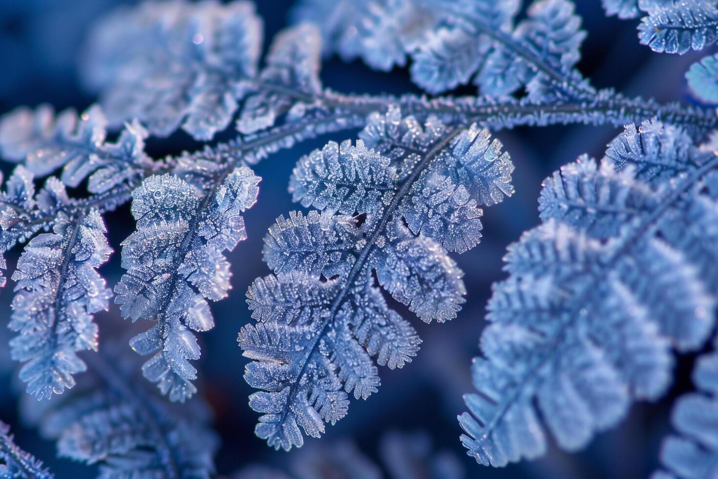 Nature of Intricate Patterns on Frost Covered Fern Leaf Background photo