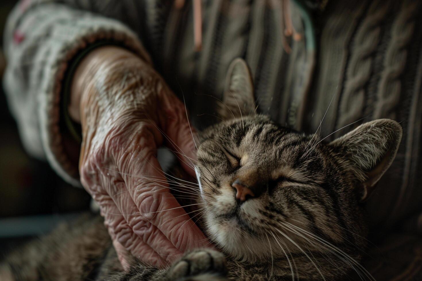 An elderly cat receiving gentle grooming session from dedicated volunteer background the cat purring ly in appreciation photo