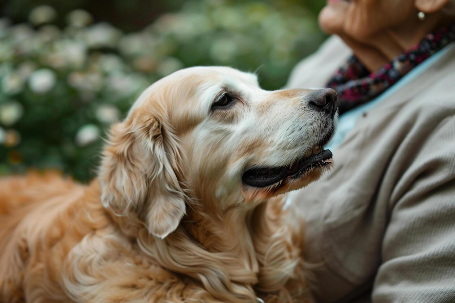therapy dog resting calmly beside an elderly resident in serene garden providing comfort through gentle presence photo