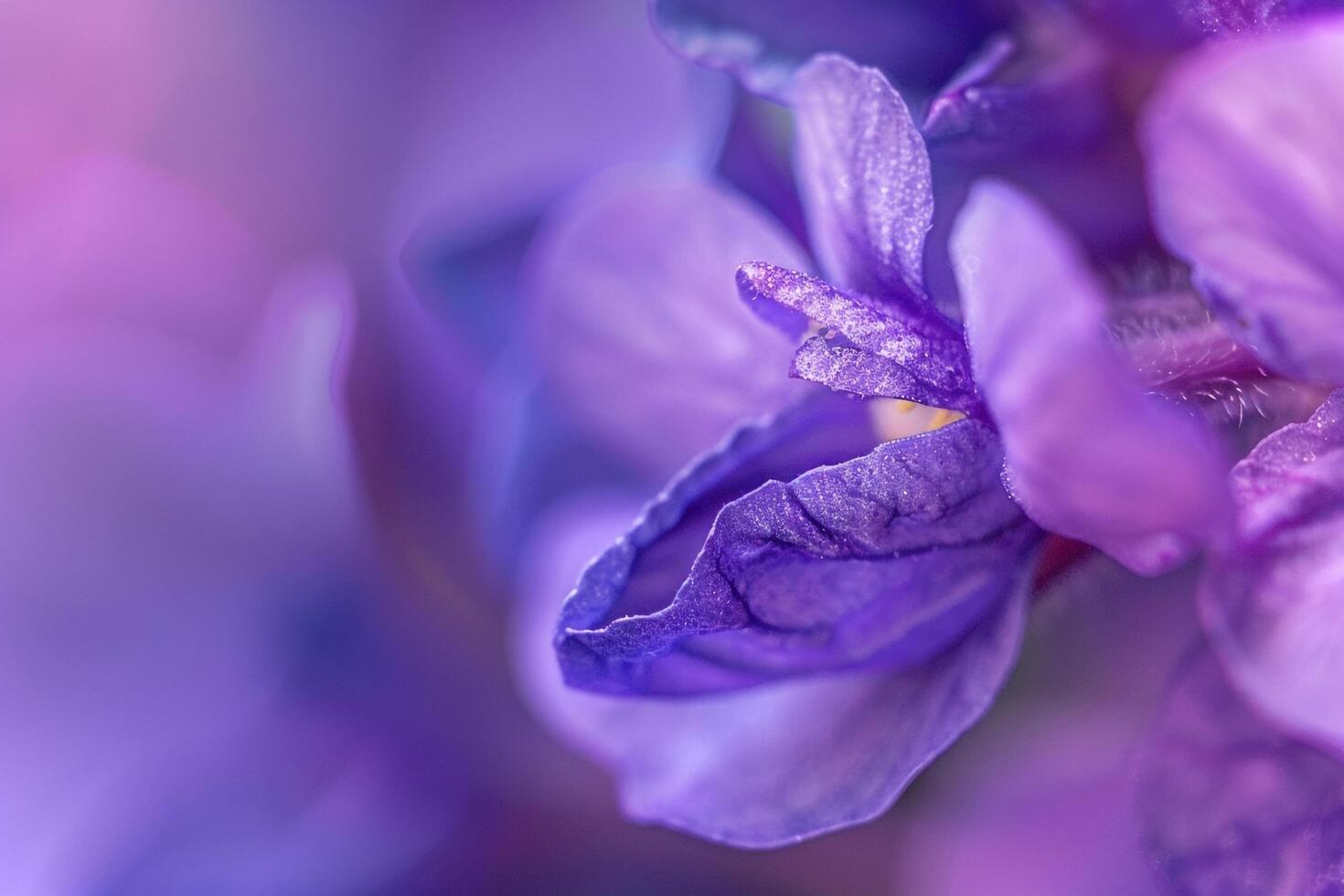 Floral Wood Violet nature background photo