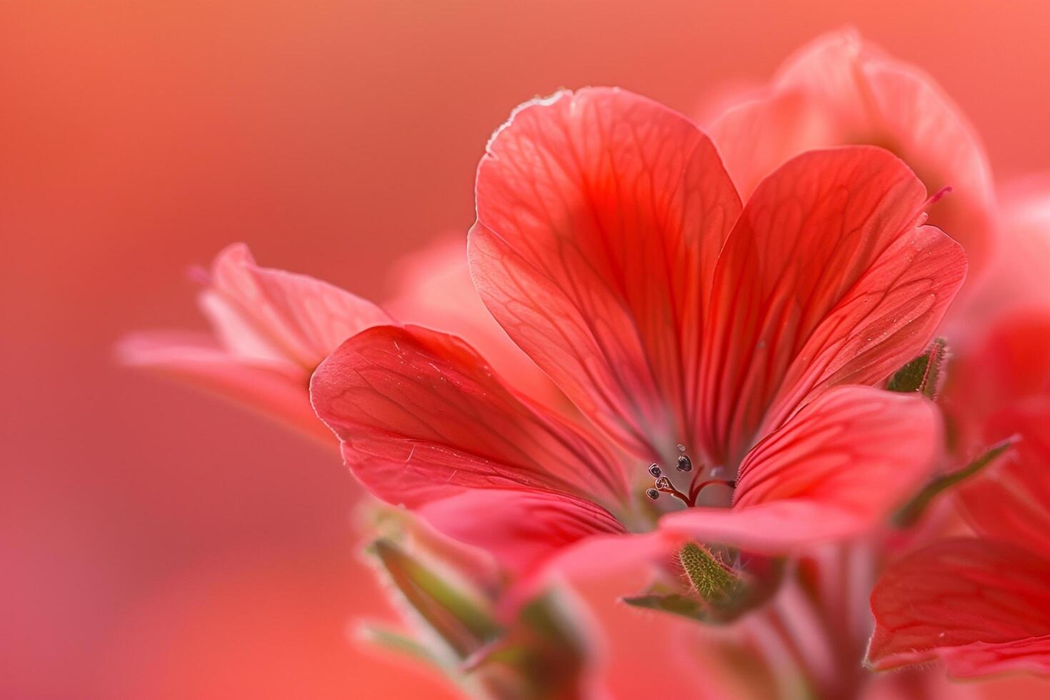 Floral Zonal Geranium nature background photo