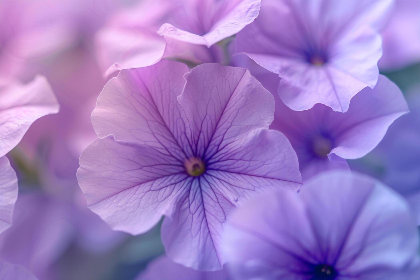 Floral PetuniNature Purple Tranquil Delicate Background photo