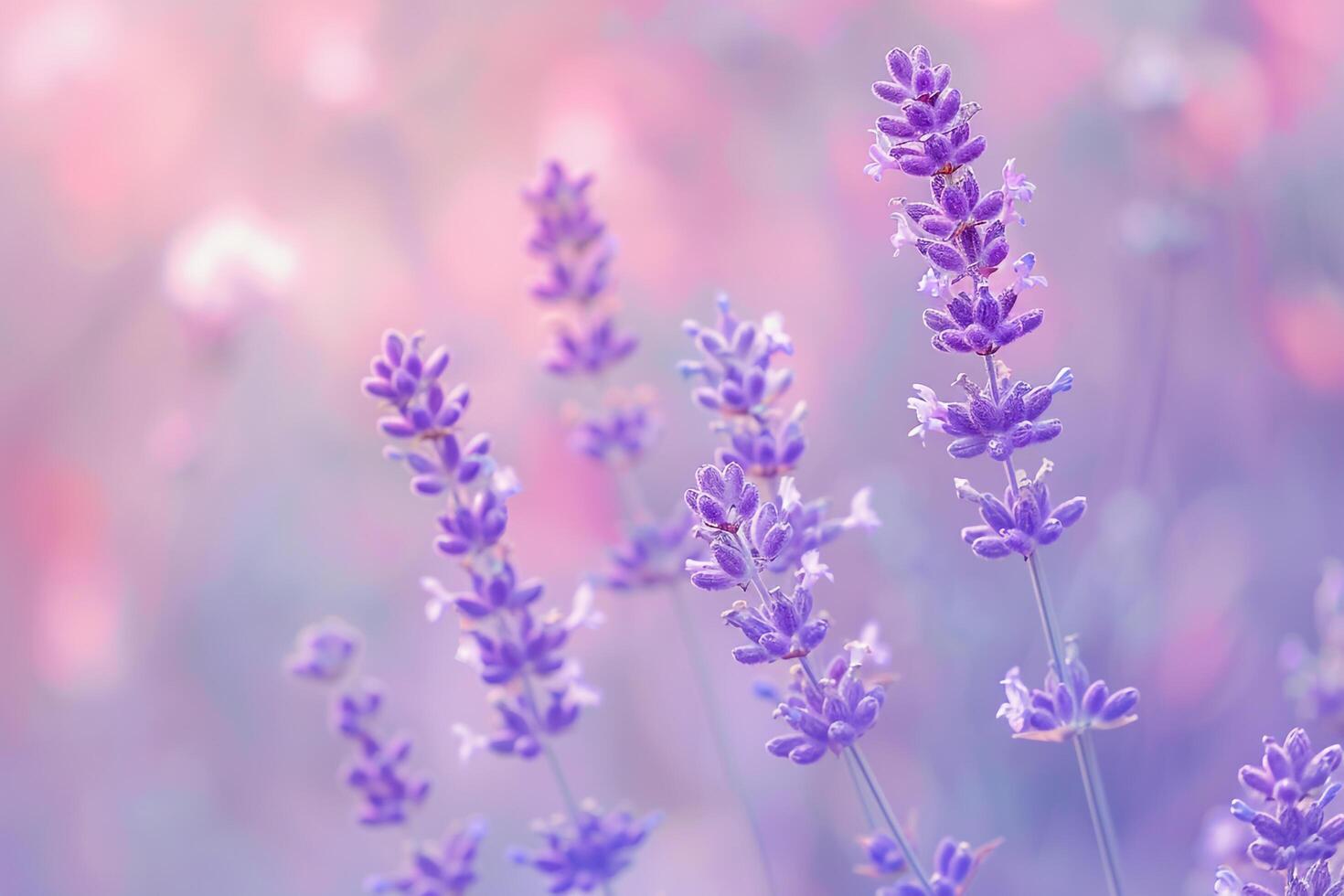 Lavender Blooms with   Background Pastel Colors photo