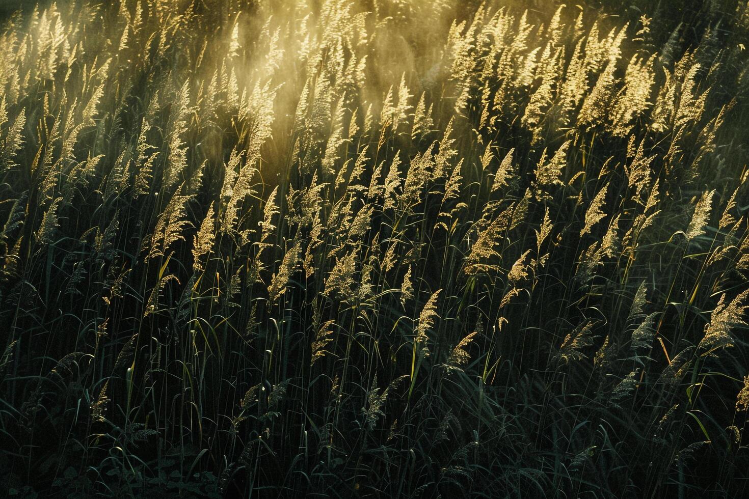 Captivating shadows cast by tall grass on sunlit meadow forming pattern of alternating light and shade with natural background photo