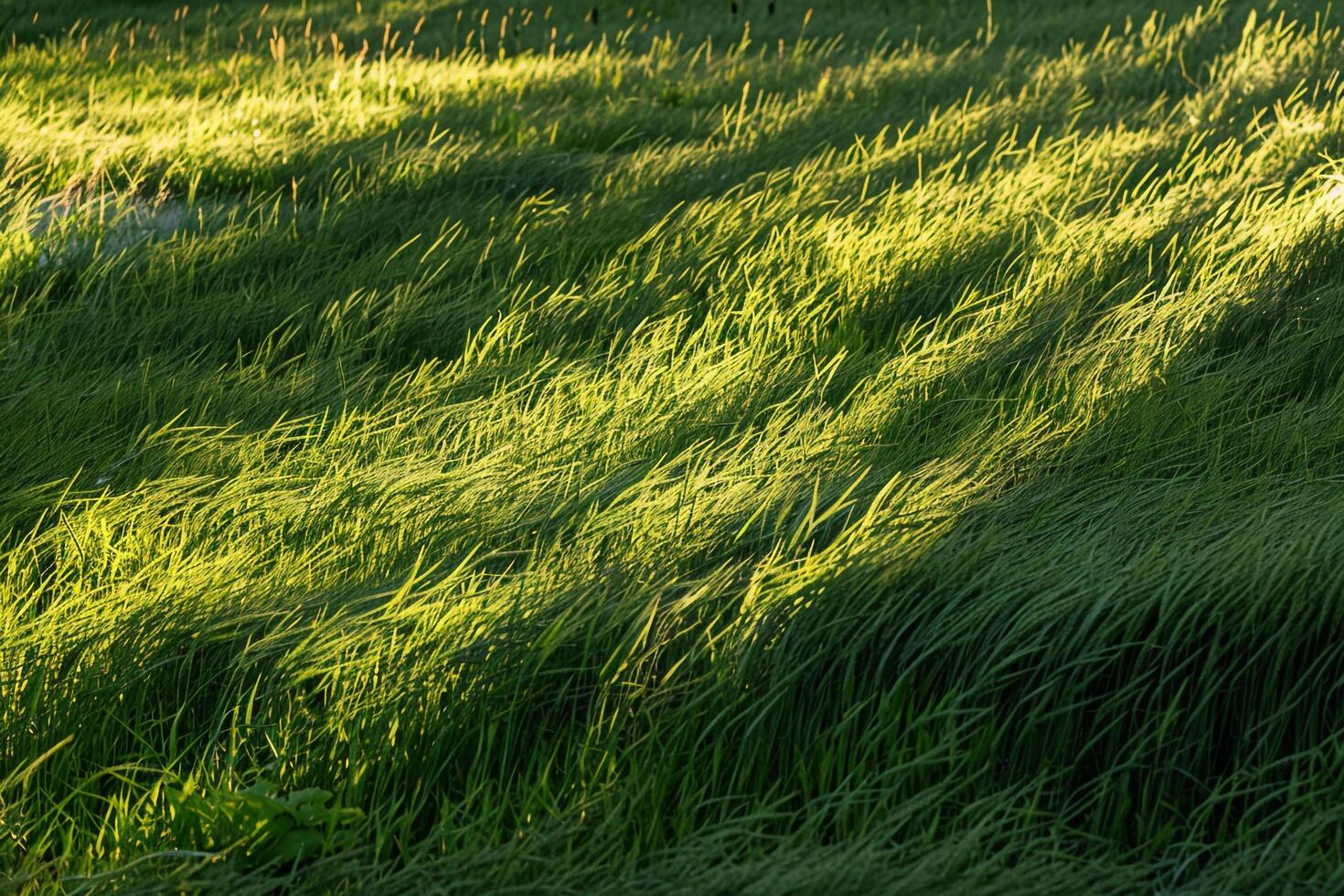 Captivating Shadows cast by tall grass on sunlit meadow forming pattern of alternating light and shade with natural background photo