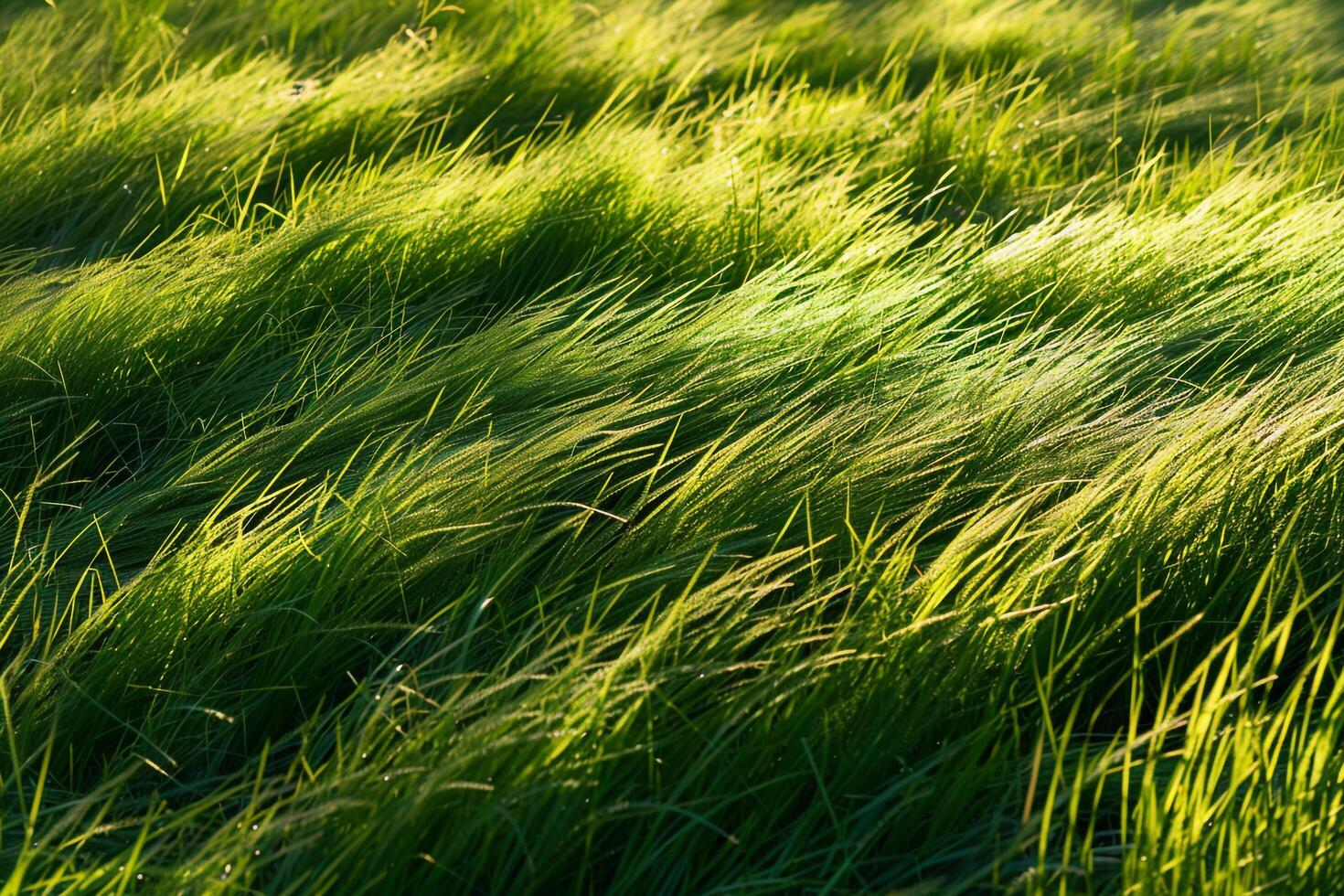 Captivating Shadows Cast by Tall Grass on Sunlit Meadow Forming Pattern of Alternating Light and Shade and nature background photo