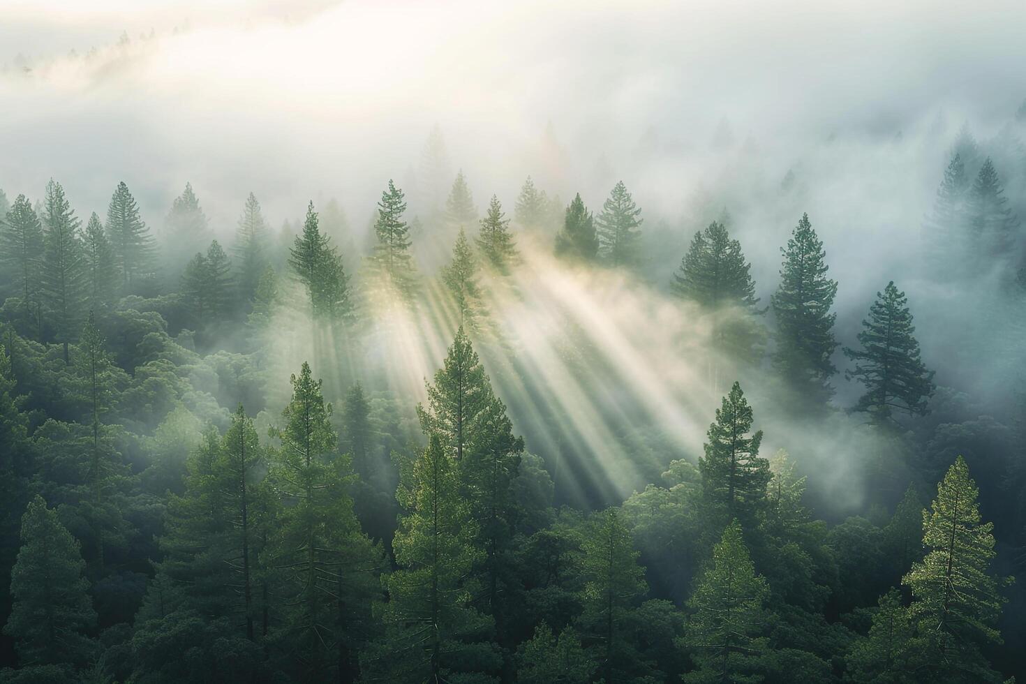 Enigmatic sunlight filtering through dense fog in redwood forest creating atmosphere nature background photo