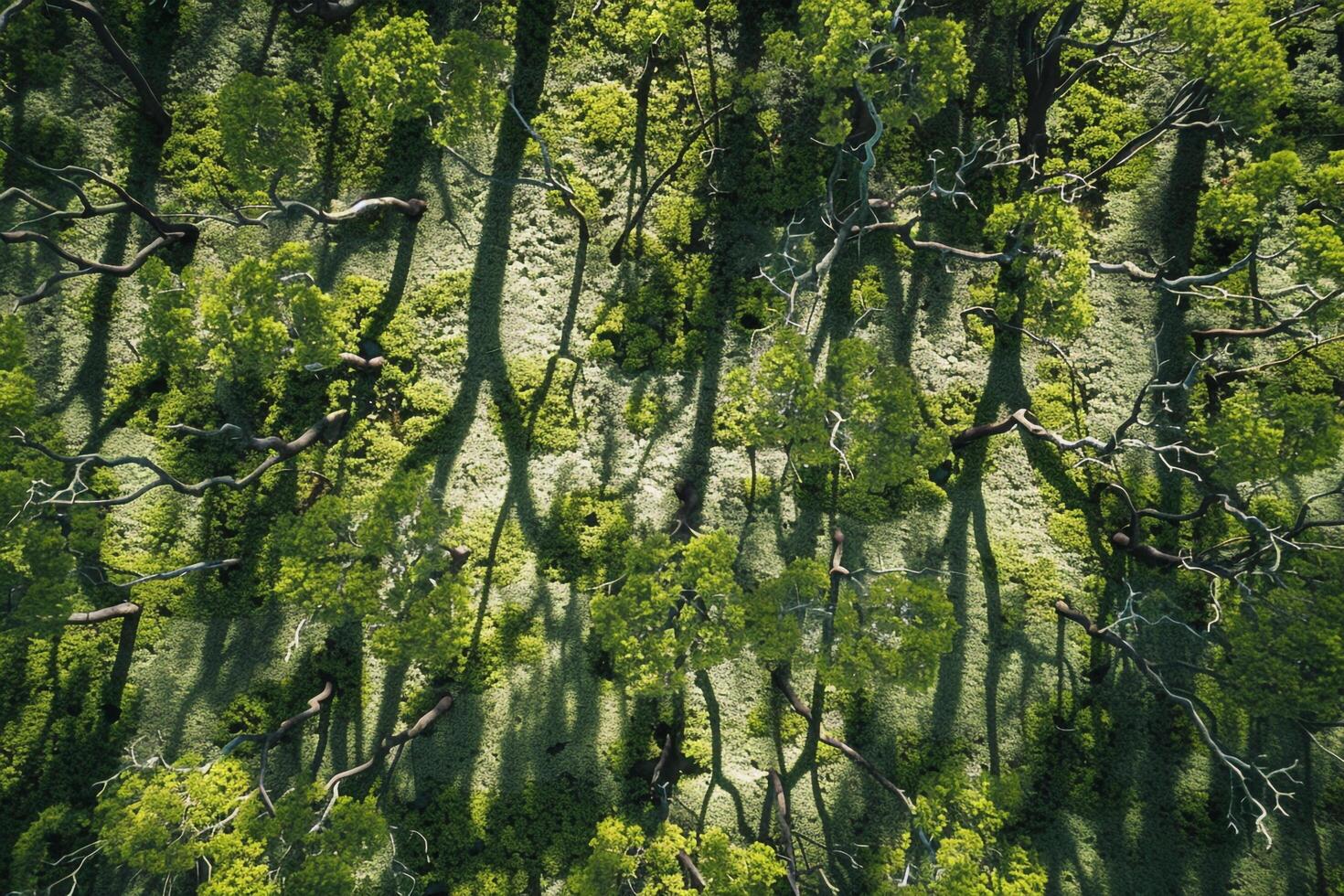 Sunlight creating shadows of intricate branches on moss covered forest floor  nature background photo
