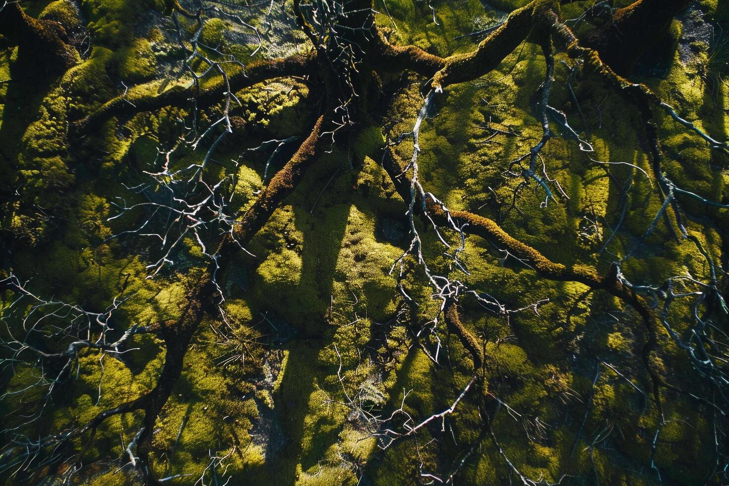 Sunlight creating shadows of intricate branches on mosscovered forest floor with nature background photo