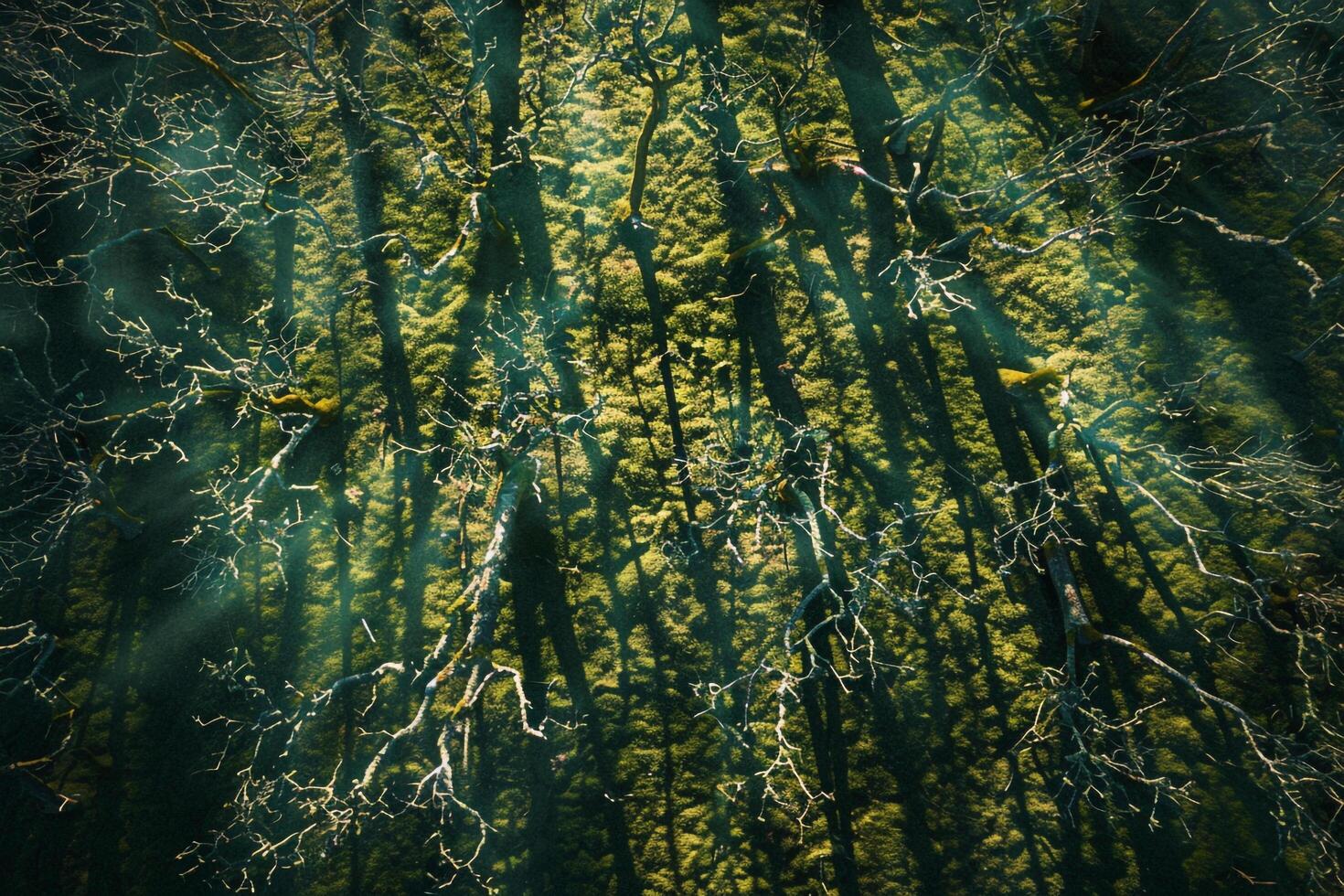 Sunlight creating shadows of intricate branches on moss covered forest floor nature background photo