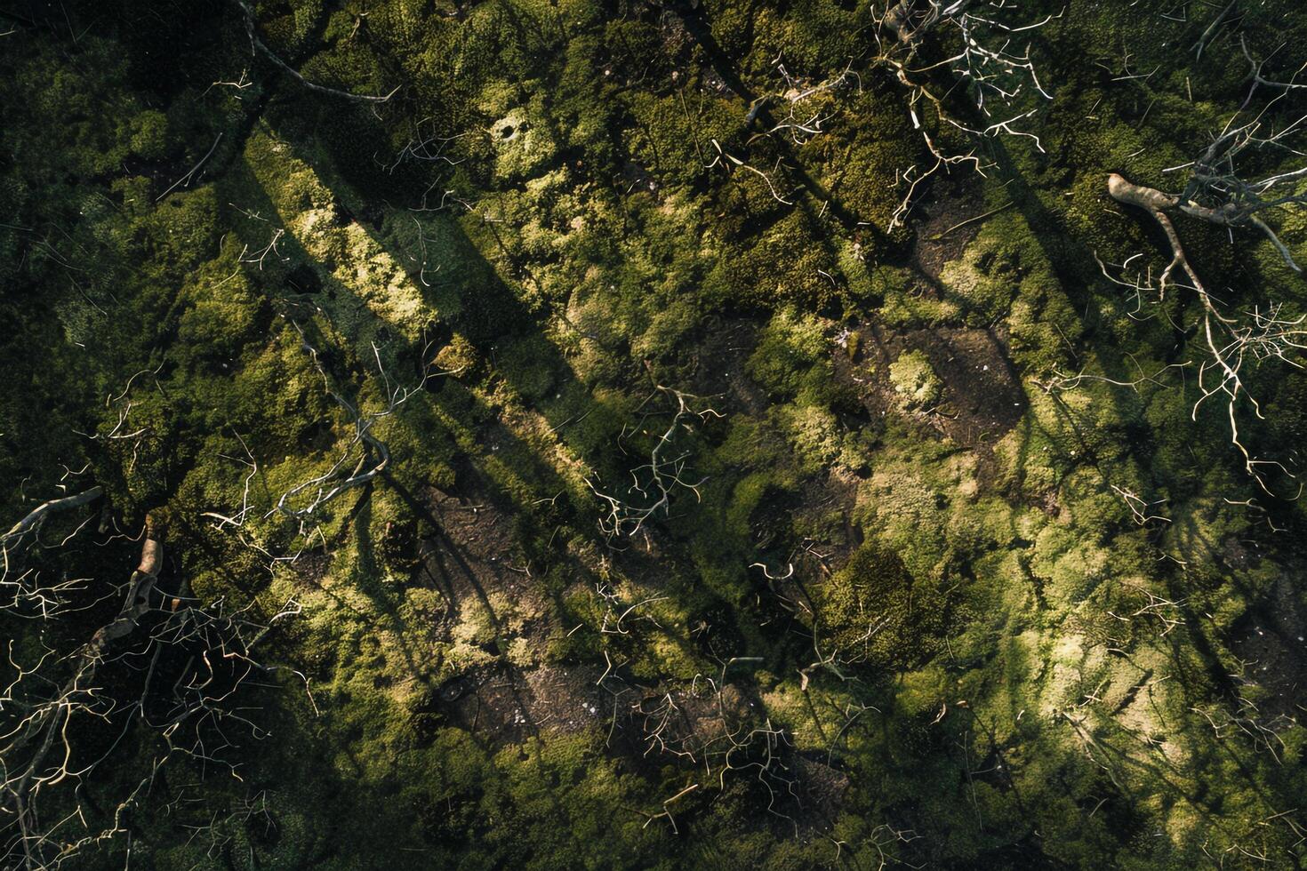 Sunlight creating shadows of intricate branches on moss covered forest floor nature background photo