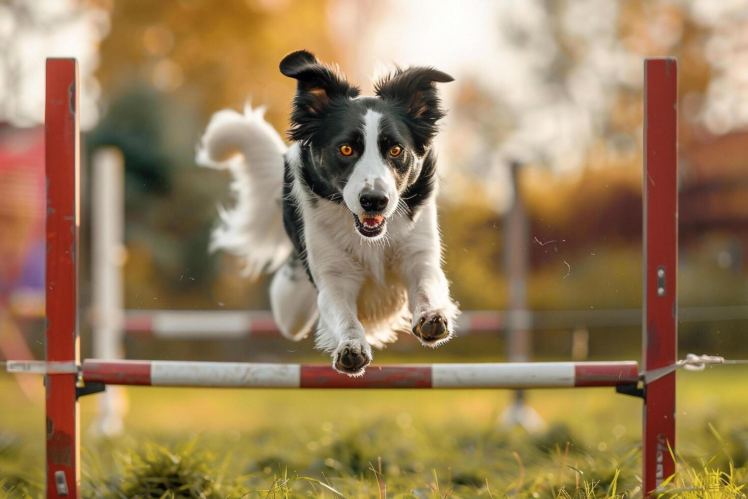 Border Collie Agility Background photo