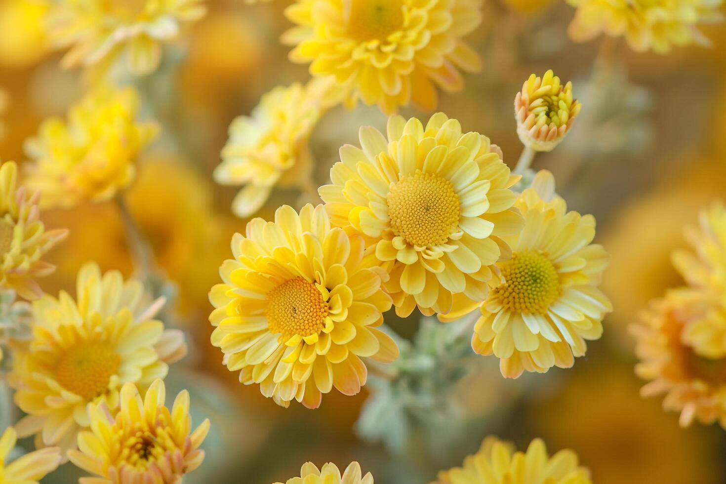 Bright Yellow Flowers in Outdoor Garden nature background photo