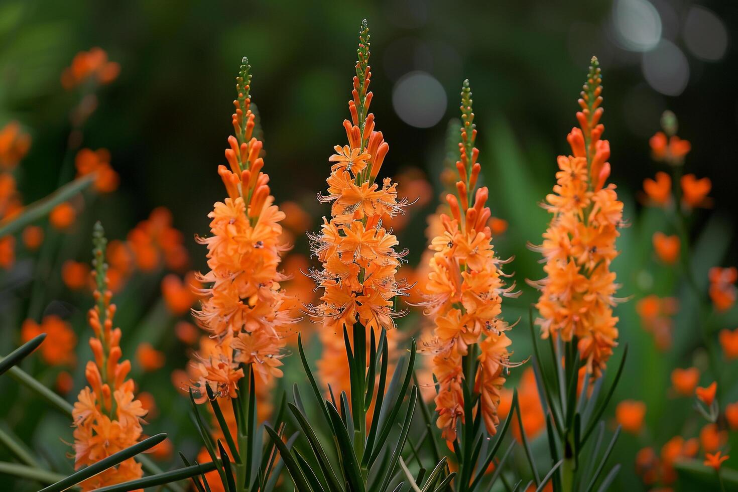 Vibrant Watsoni Bugle Lily with Tall Spikes of Fiery Orange Flowers nature background photo
