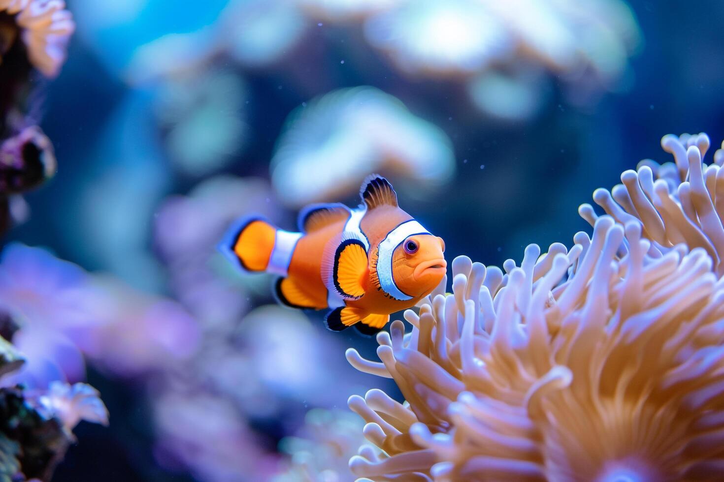 Playful Clownfish darting in and out of sea anemones in a colorful coral reef under clear blue water background nature photo