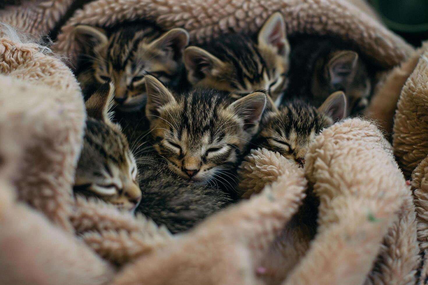 Kittens cuddling together in rescue shelter waiting for adoption surrounded by blankets photo