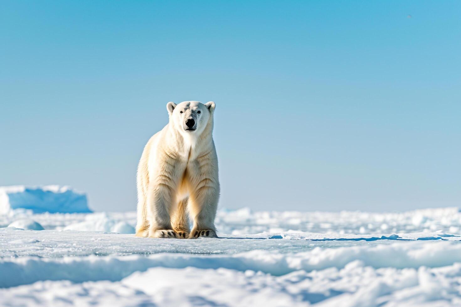Majestic Polar Bear Standing on Vast Ice Floe Gazing into the Arctic Horizon Under Clear Blue Sky nature background photo