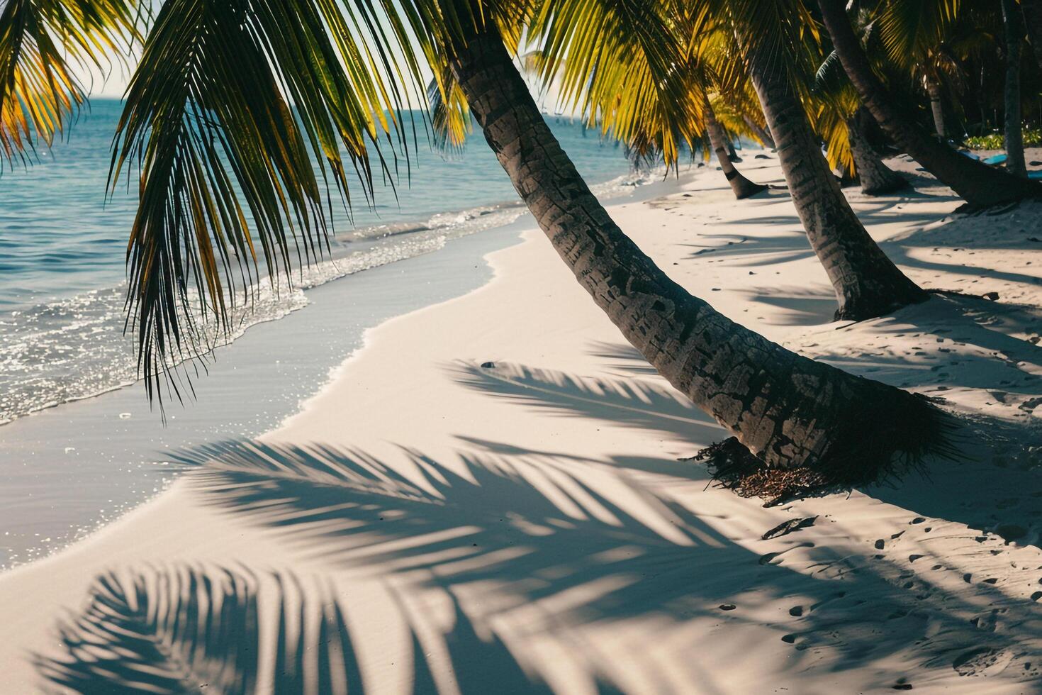 Beach with palm trees casting long shadows on powdery white sand nature background photo