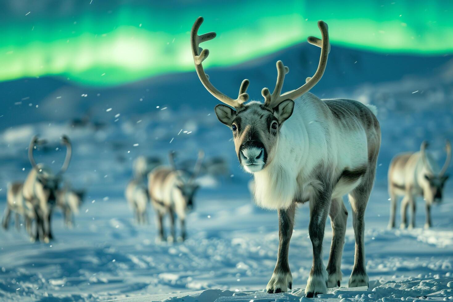 Reindeer herd grazing peacefully under the  glow of the AurorBorealis in snowy Arctic landscape background photo