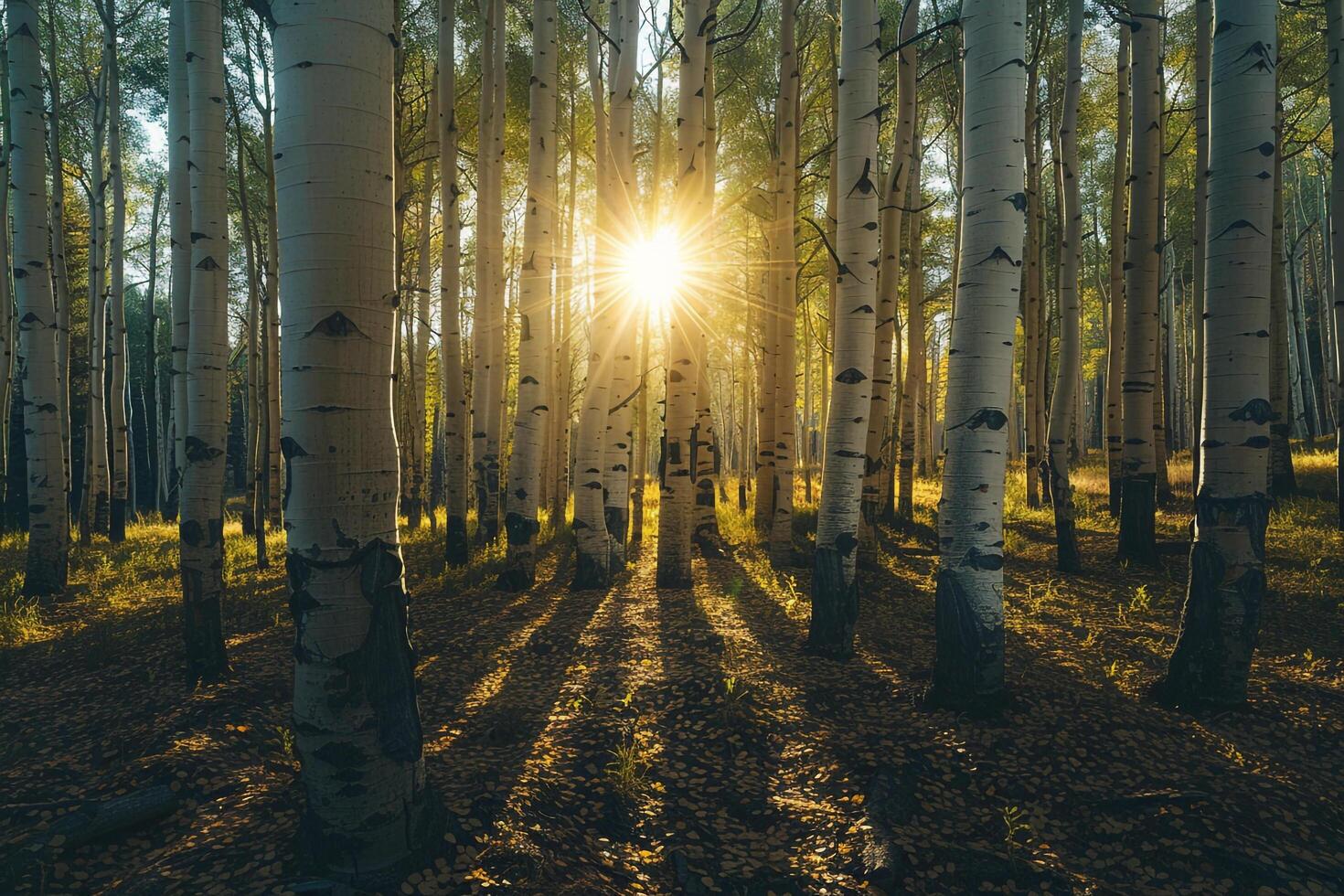 Landscape Sunlight Filtering Through Grove of Aspen Trees Creating Pattern of Light and Shadow on the Forest Floor nature background photo