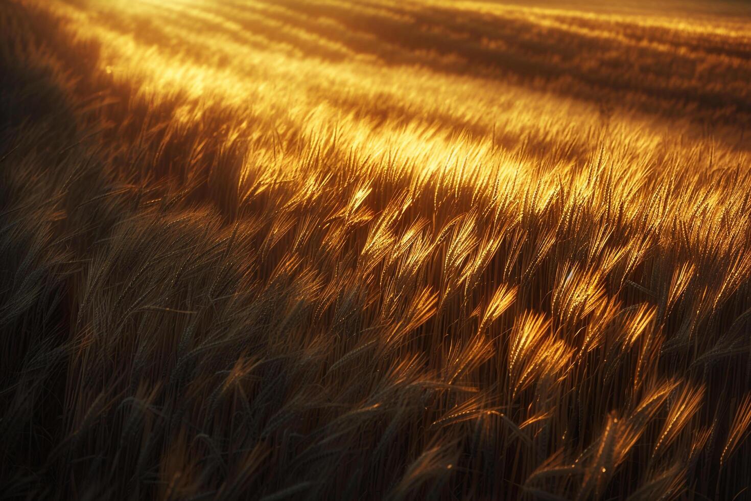 Landscape Sunlight Casting Long Shadows Across Field of Golden Wheat nature background photo