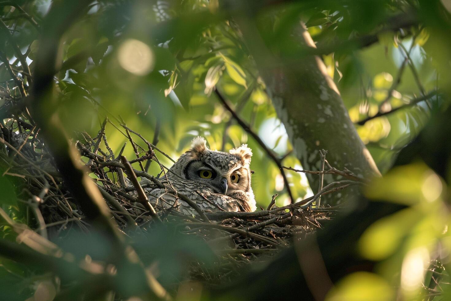 Sunlight Filtering Through Branches Around Nesting Pair of Owls with nature background photo