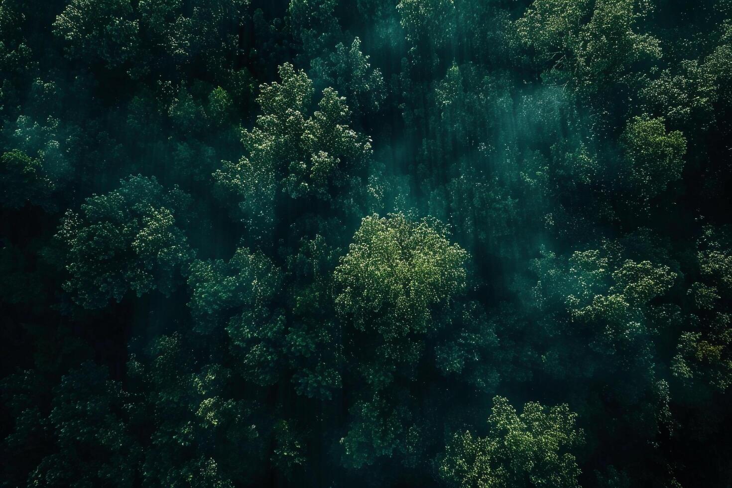 Landscape Ethereal patterns of light filtering through dense forest canopy creating magical play of shadows on the forest floor   nature background photo