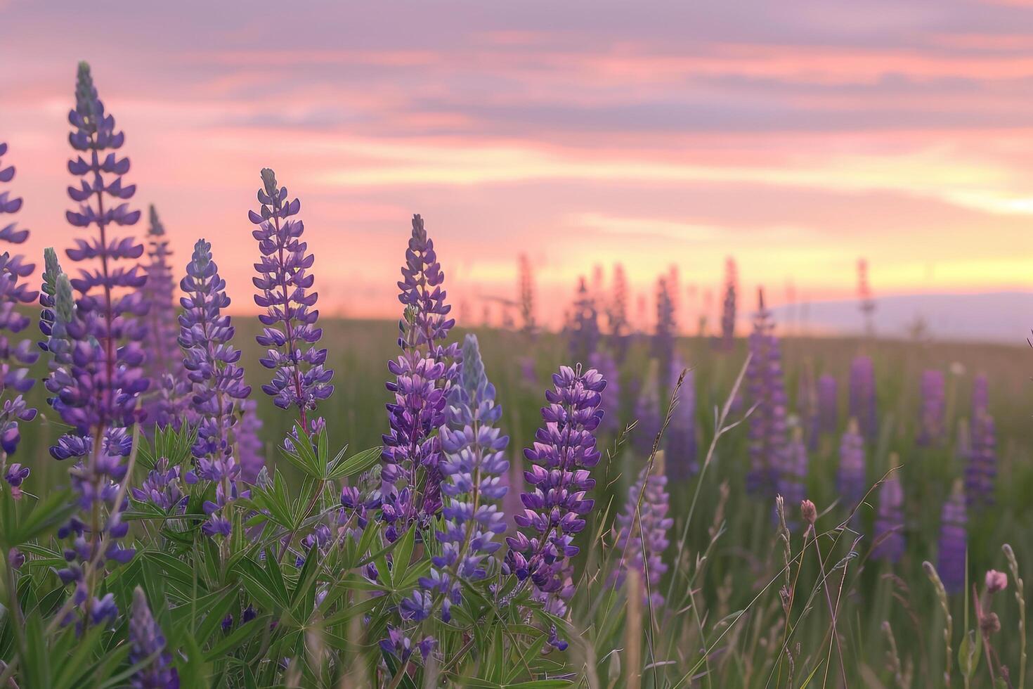 Lupine Flowers Field nature background Under Pink Sunset Sky photo