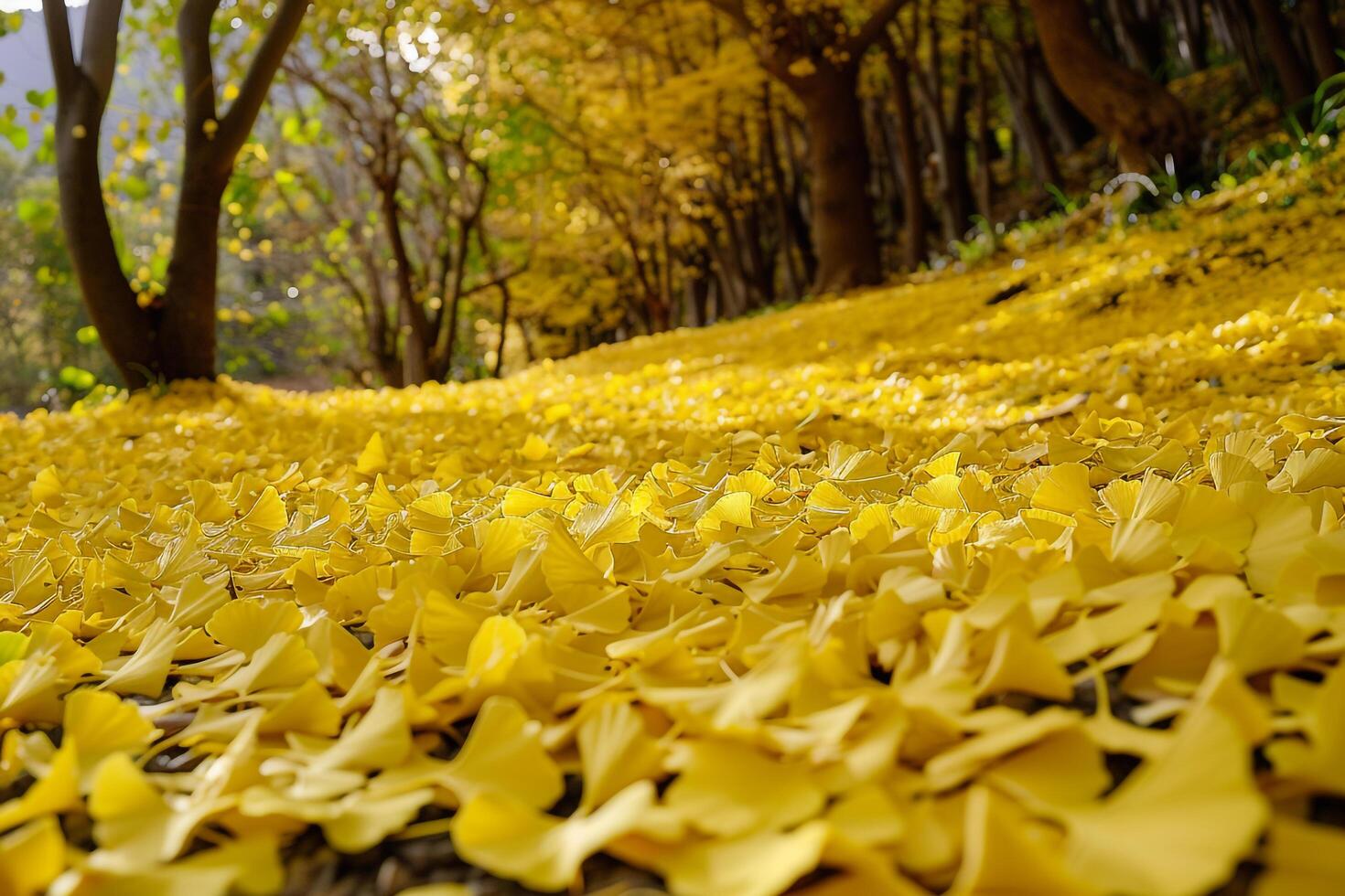 Serene forest floor covered in carpet of golden ginkgo leaves   nature background photo