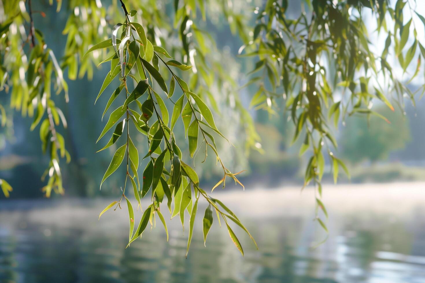 Lakeside Willow Leaves  Nature nature background in Morning Light photo
