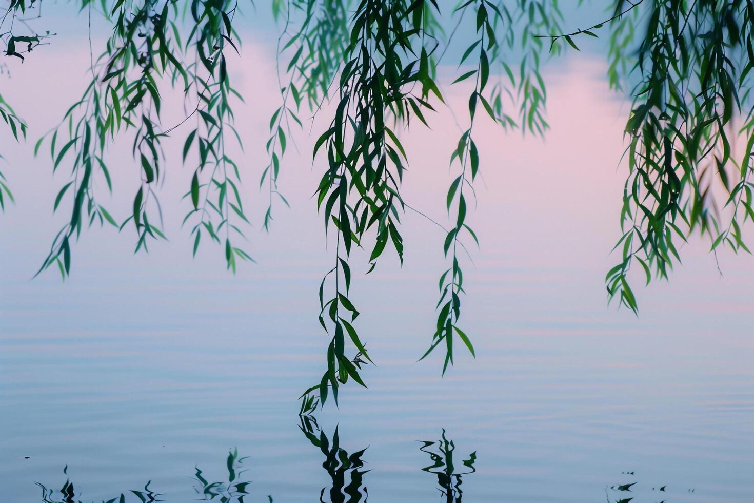 Lakeside Willow   Nature nature background with Gentle Morning Light photo