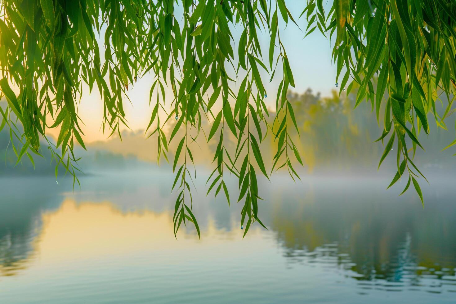 Willow Leaves and Lake  Nature nature background with Morning Light photo
