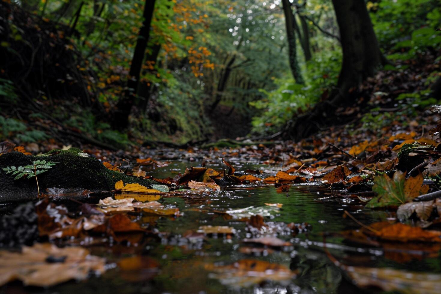Autumn Woodland nature background with Leaves Floating in Stream photo