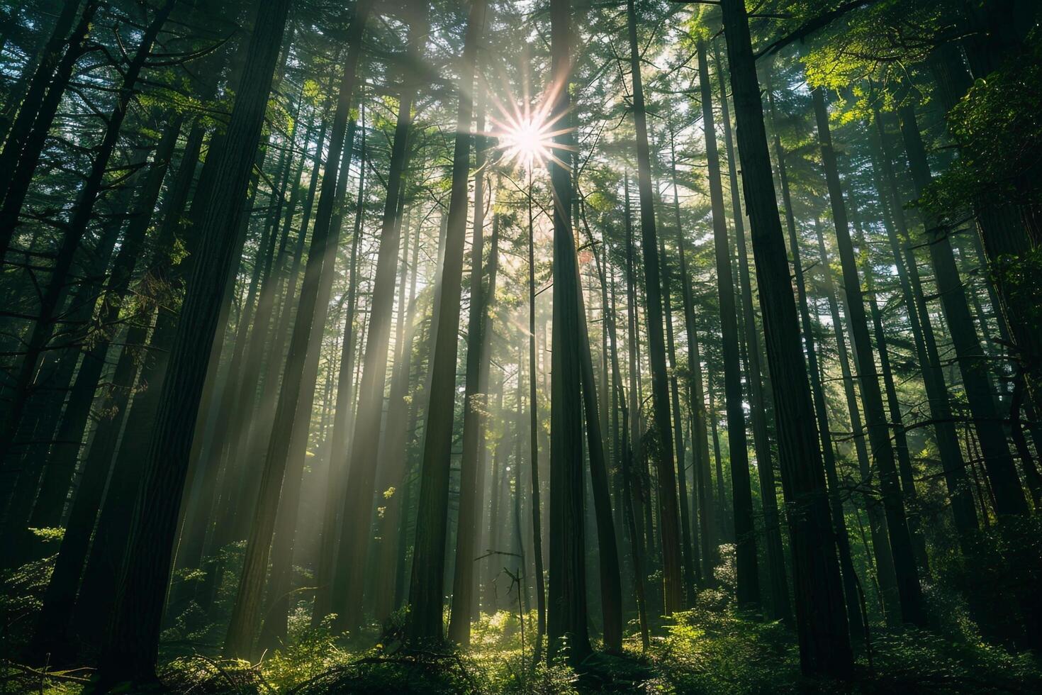 Nature nature background Sunlight Through Forest Canopy Patterns photo
