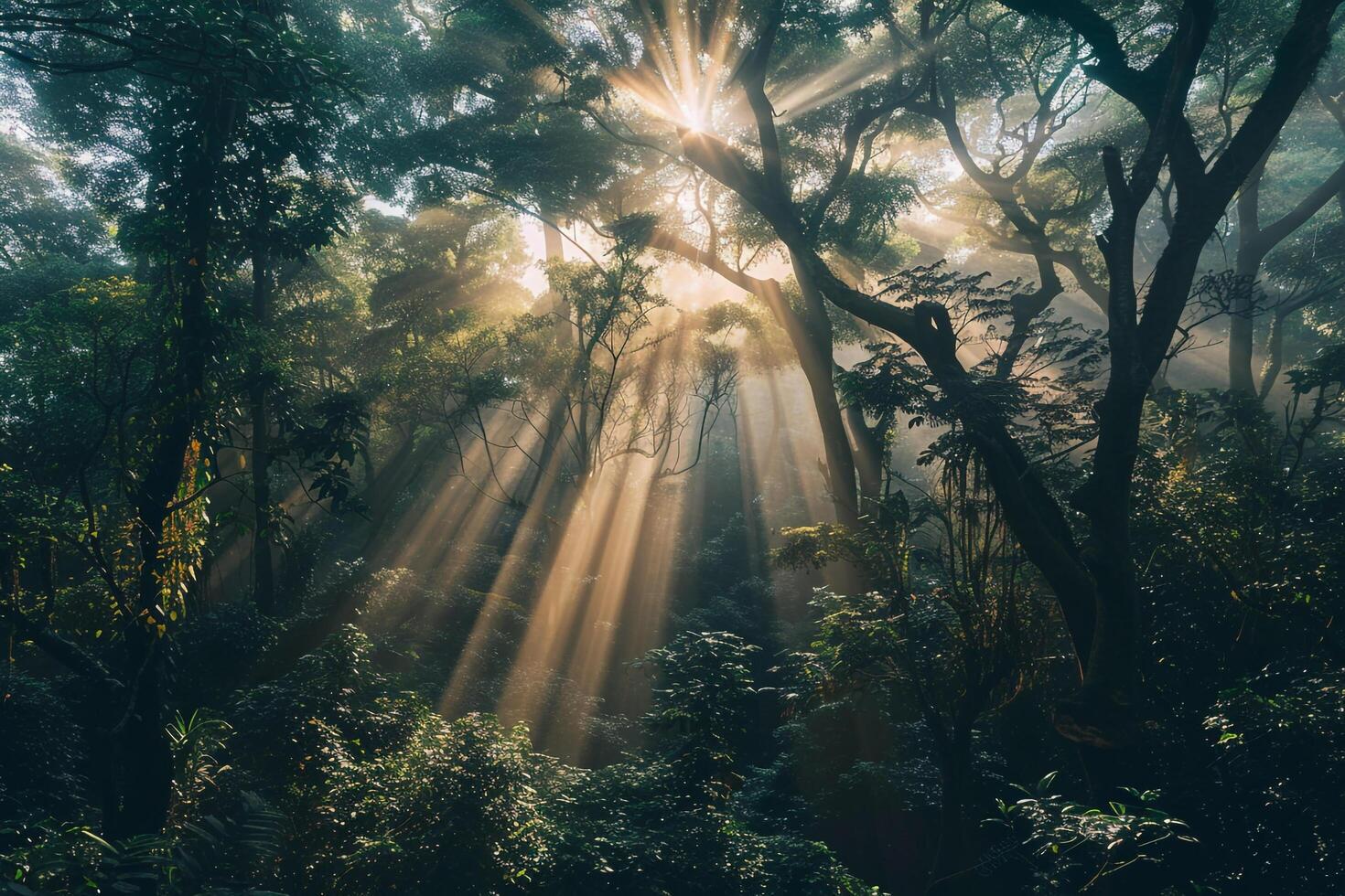 Nature nature background Sunlight Creating Patterns in Forest Canopy photo