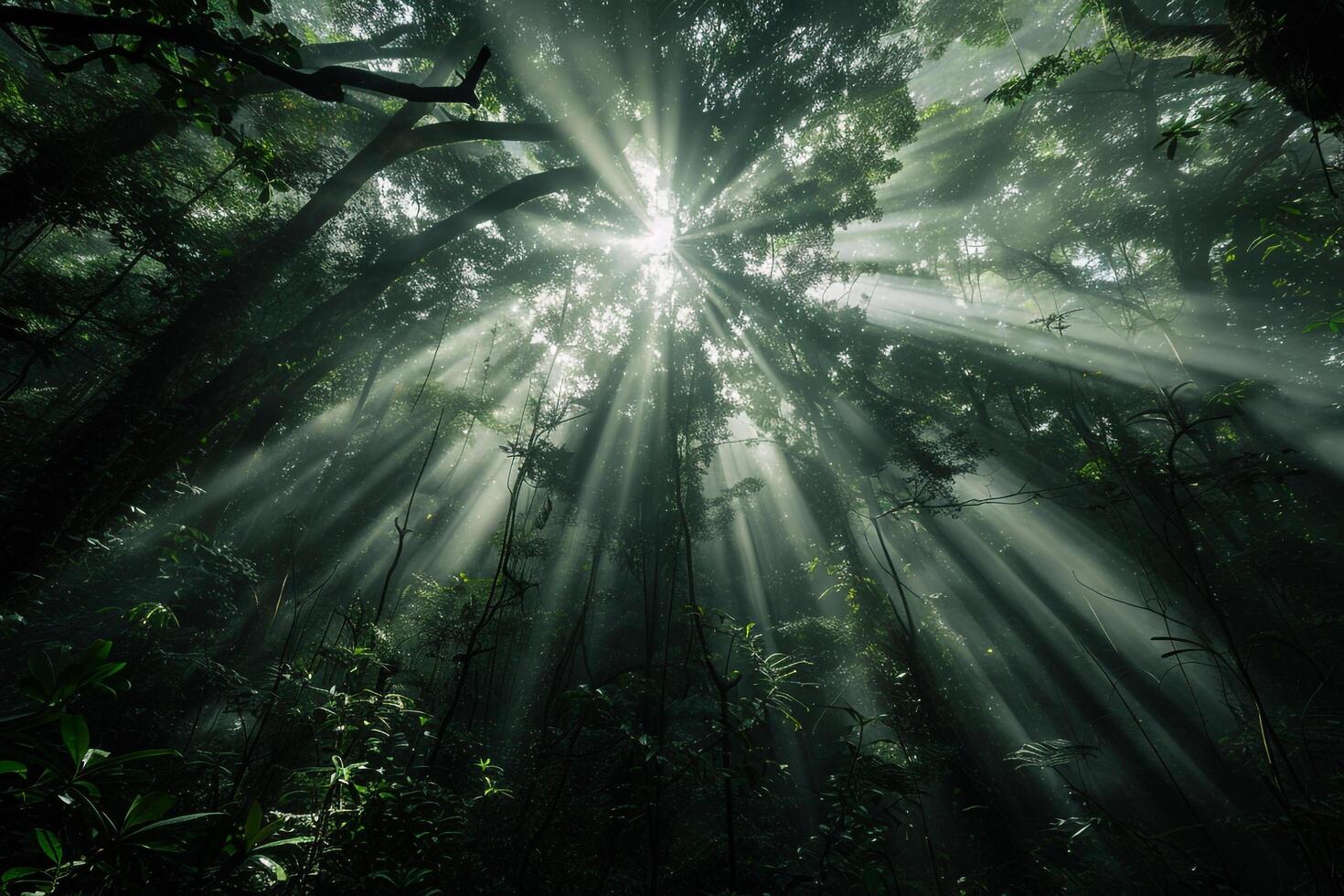 Majestic Sunlight Filtering Through Dense Forest Canopy Creating Patterns of Light and Shadow on the Forest Floor   nature background photo