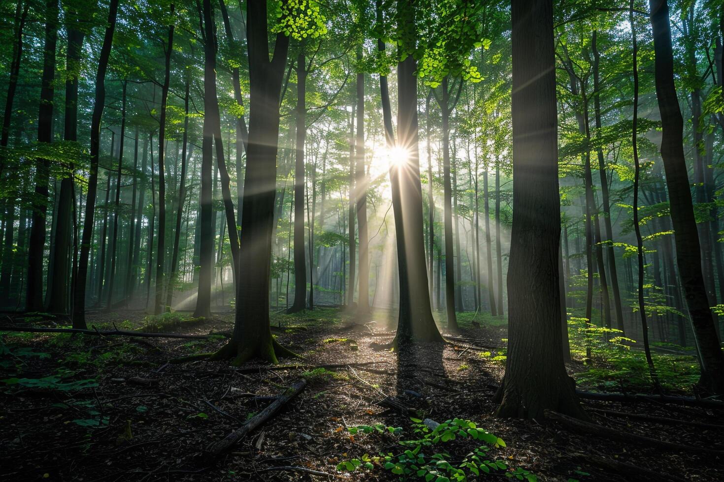 Majestic Sunlight Filtering Through Dense Forest Canopy Creating Patterns of Light and Shadow on the Forest Floor   nature background photo