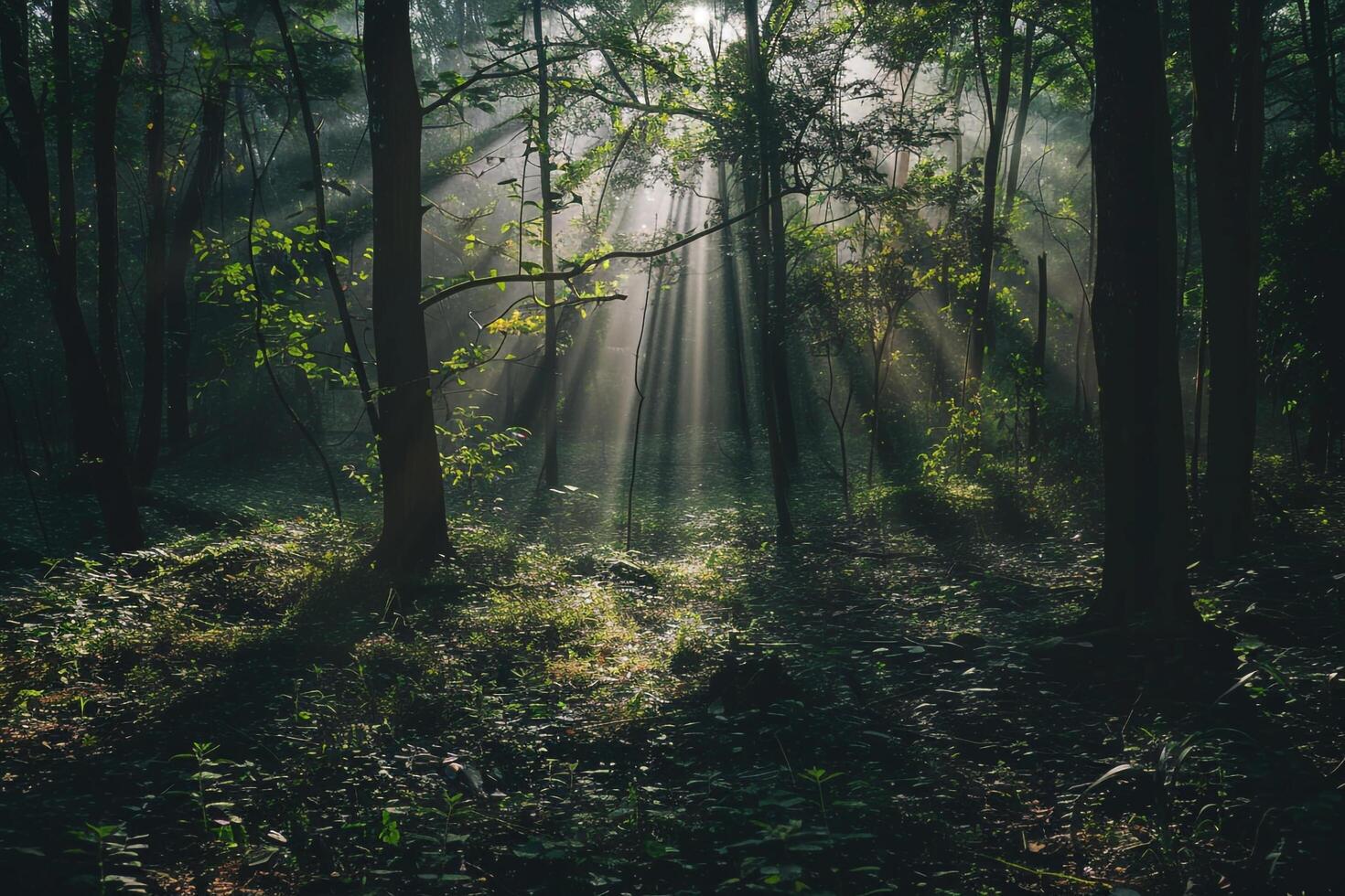 Majestic Sunlight Filtering Through Dense Forest Canopy Creating Patterns of Light and Shadow on the Forest Floor   nature background photo
