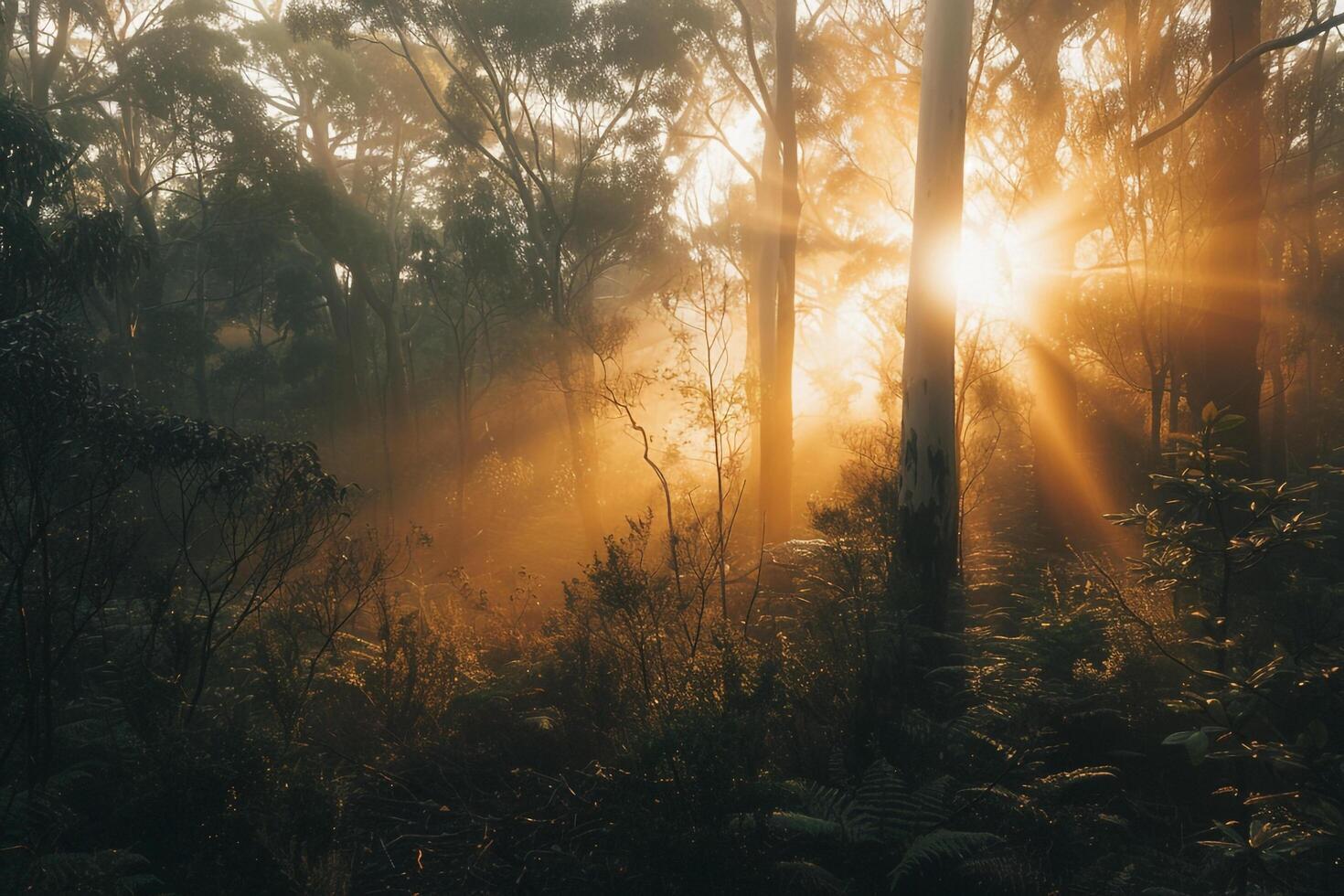 Early Morning Sun Shining Through the Mist in Dense Forest   nature background photo