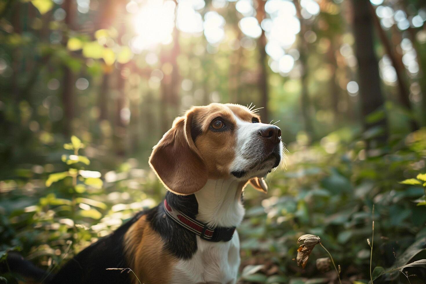 Curious Beagle sniffing around forest trail with dappled sunlight creating patterns on the ground photo