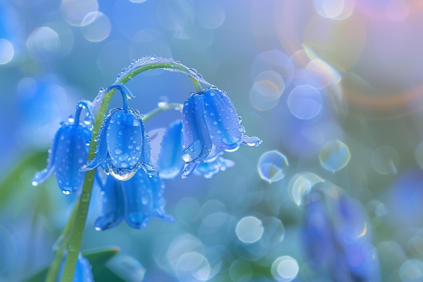 Nature Intimate Dewdrops on Delicate Bluebell Wildflowers in Forest Clearing nature background photo