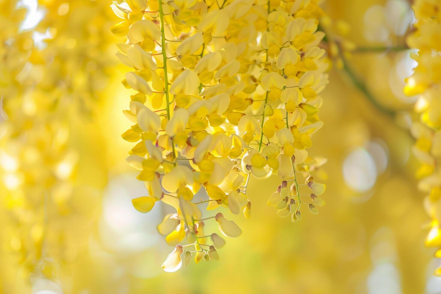 Floral Delicate Yellow Wisteria nature background photo