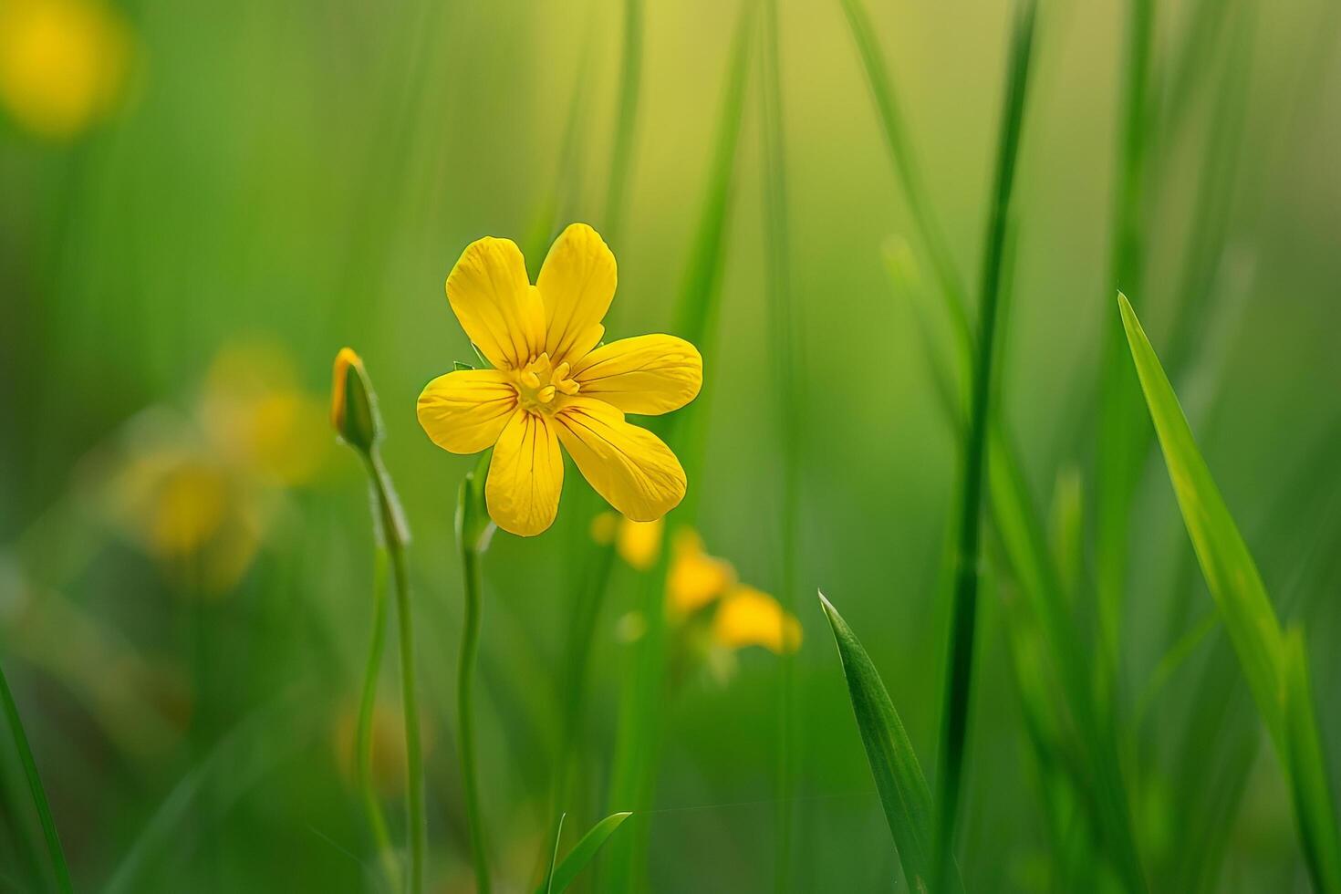 Floral Delicate Yellow Eyed Grass nature background photo